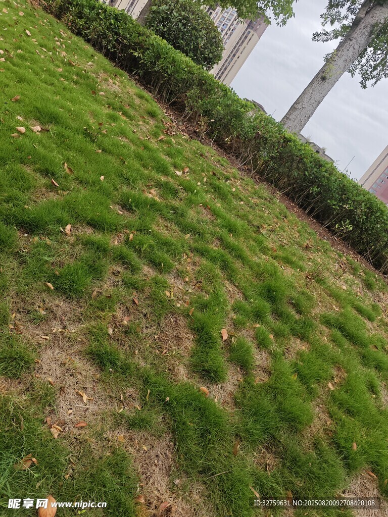 戶外翠綠草地景觀