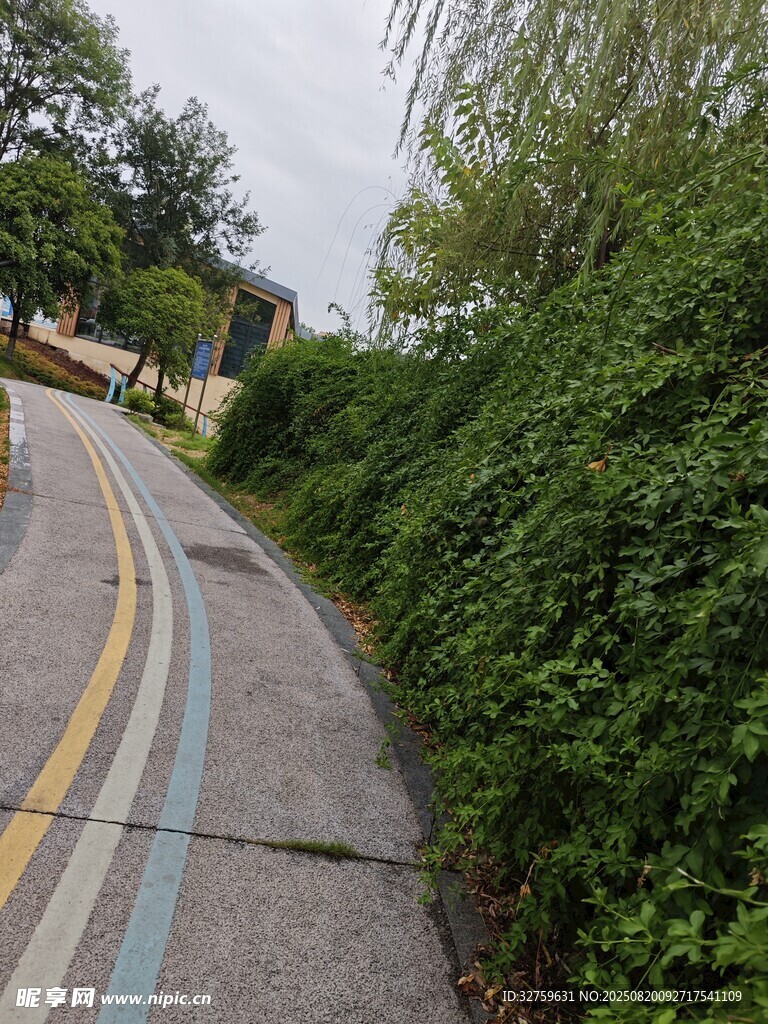 蜿蜒小路旁的蔥郁綠植
