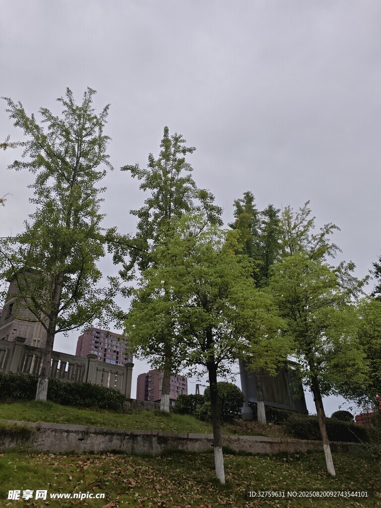 陰天里的綠樹與遠(yuǎn)處建筑