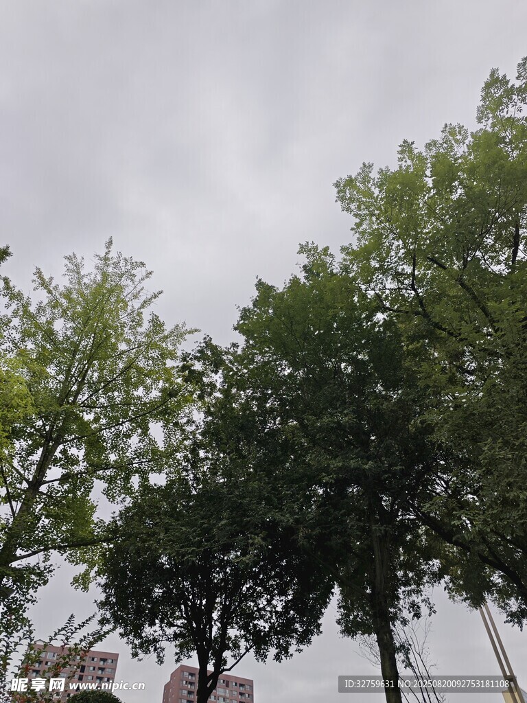 城市中蔥郁的綠樹景觀