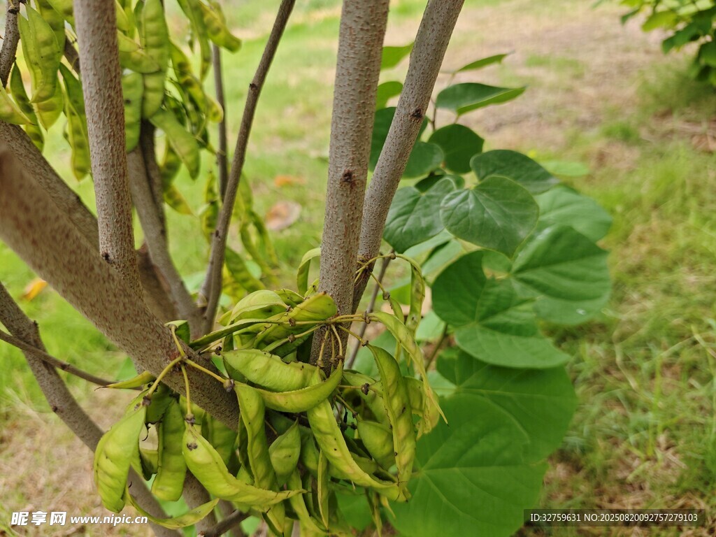 樹上掛著的綠色莢果