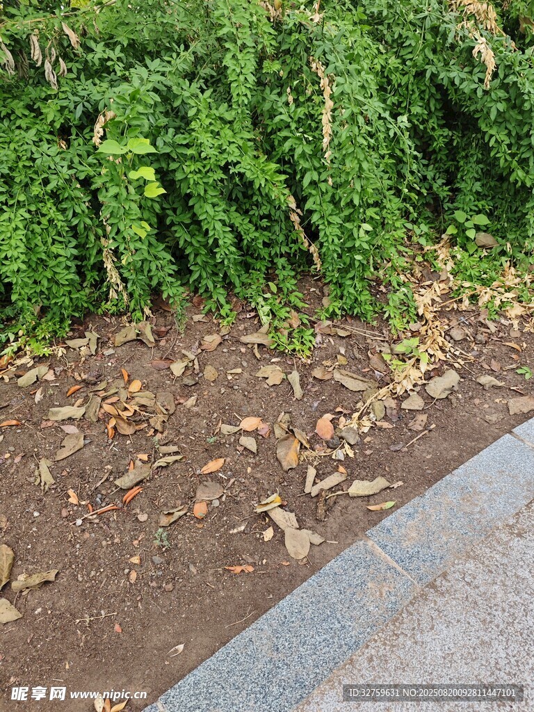 路邊落葉與綠植景觀