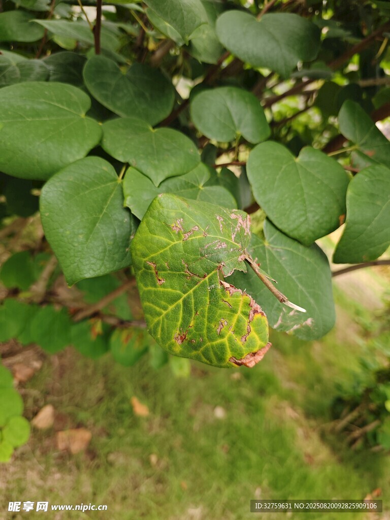 綠葉上的斑斕病斑