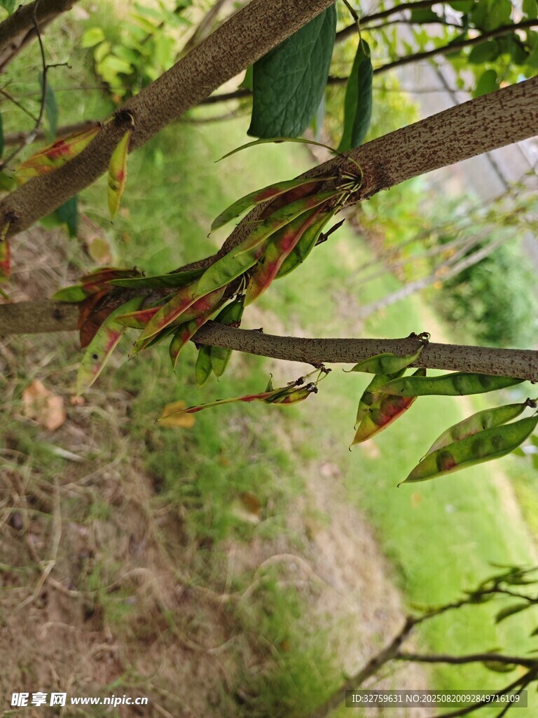 樹枝上的多彩葉片