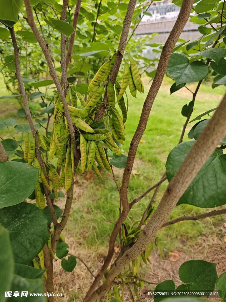 豆角藤蔓上掛滿飽滿豆角