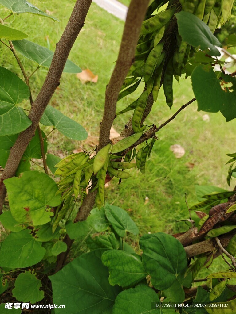 綠葉間的白色小花