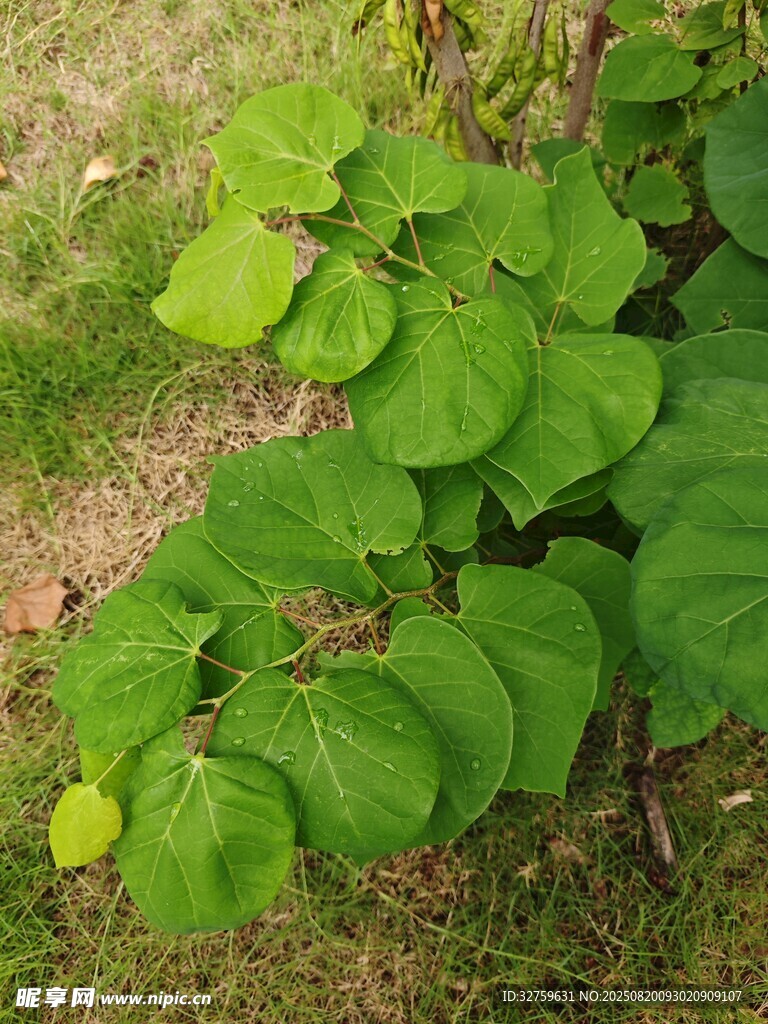 翠綠葉片的植物特寫