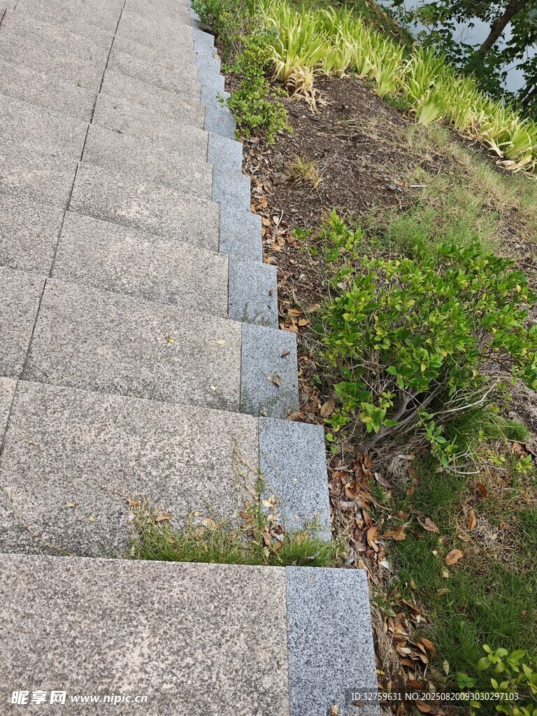 石板階梯旁的綠意