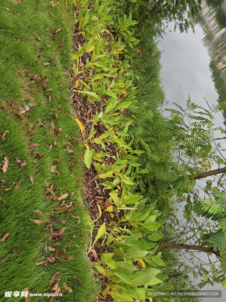 水邊嫩綠植物景觀