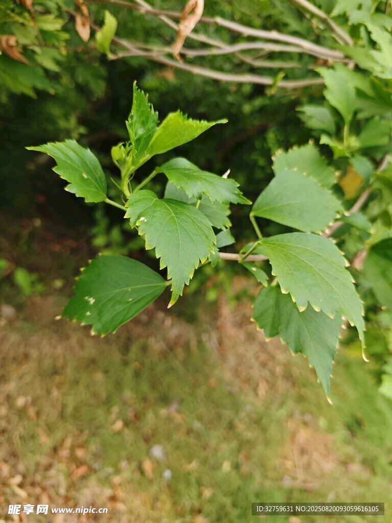 嫩綠蕁麻葉特寫