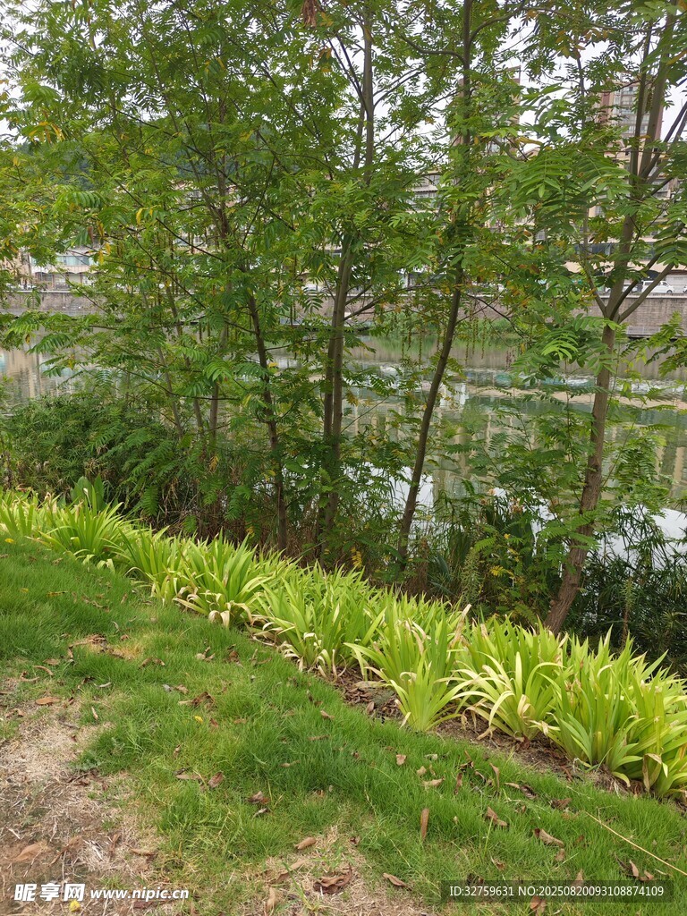 河畔綠植景觀