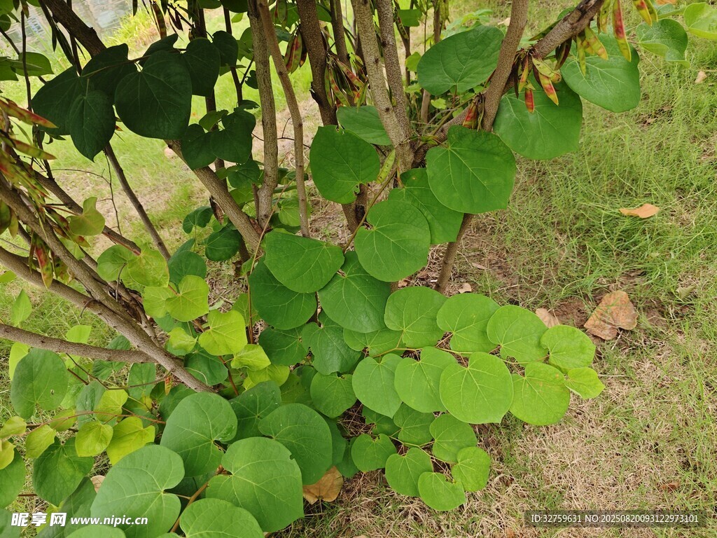 綠葉藤蔓植物特寫