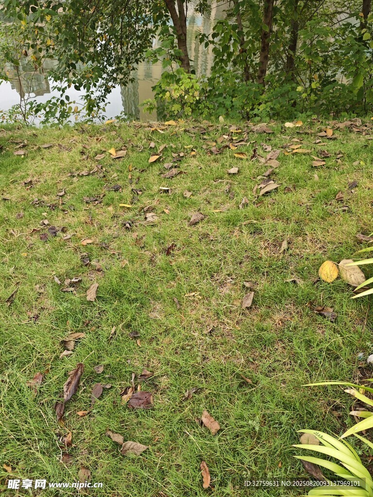 戶外翠綠草地及周邊景致