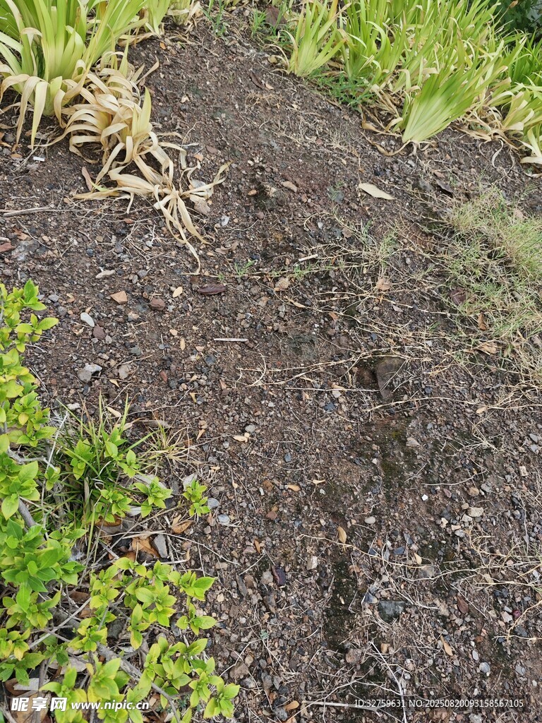 地面裂縫旁生長的綠植