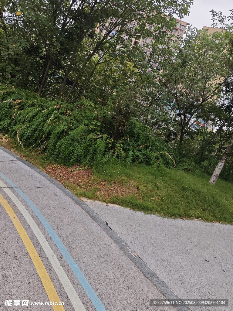 林間多彩道路風景