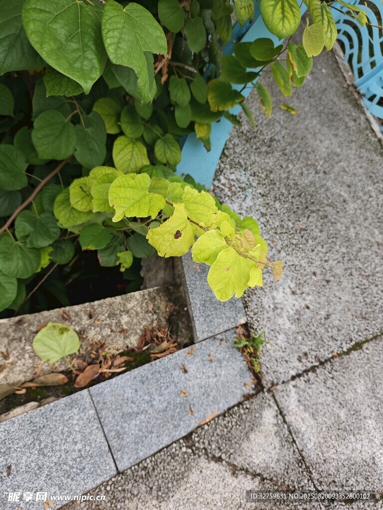 墻角綠植生機(jī)盎然