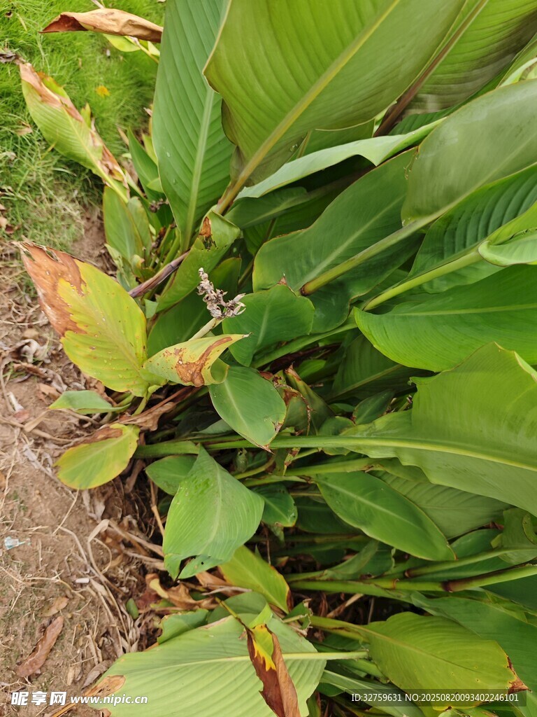 翠綠植物特寫