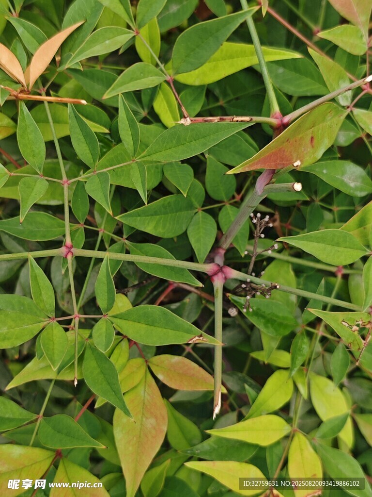 綠葉間的多彩植物細節(jié)