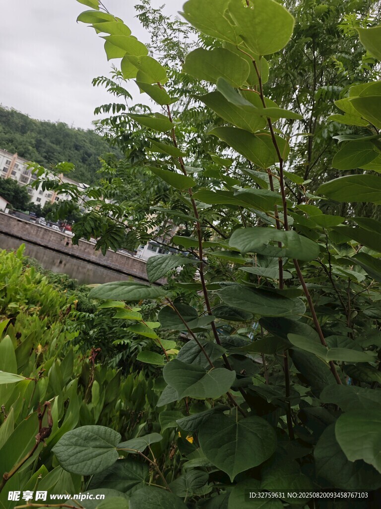 繁茂綠植中的遠景景觀