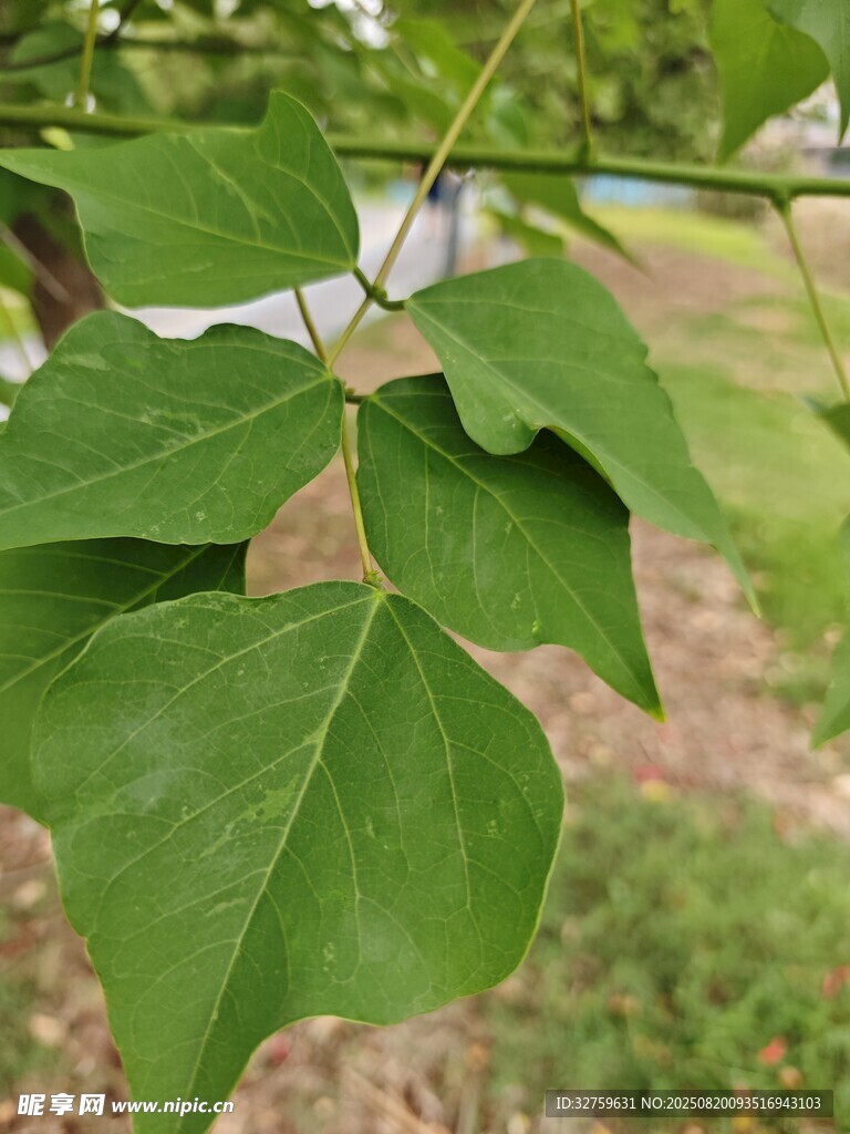 翠綠樹葉特寫