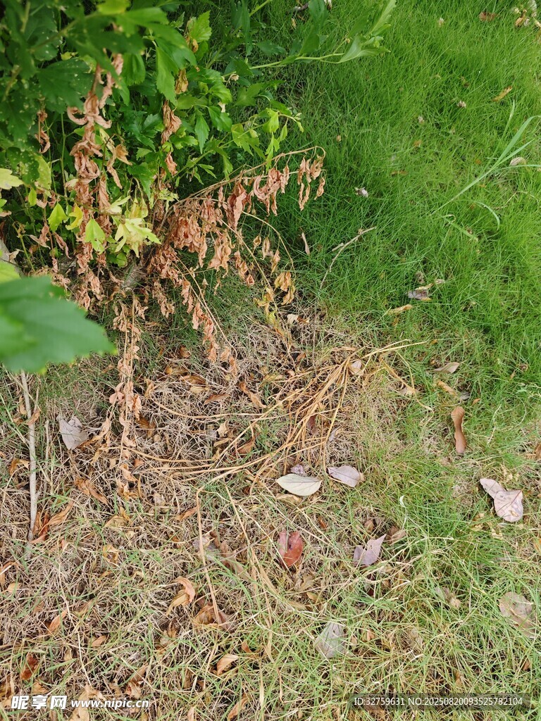 草地邊的枯黃植物