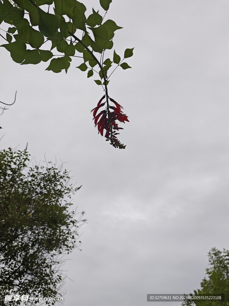 枝頭垂掛的紫紅花序