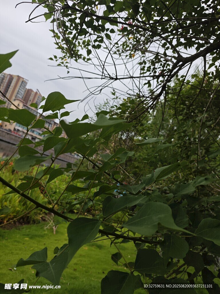 城市邊的綠意盎然景象