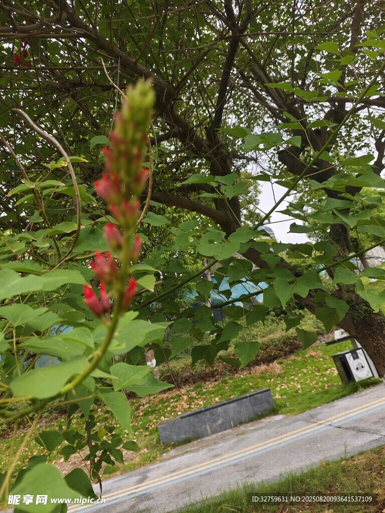 公園中綻放的鮮艷植物