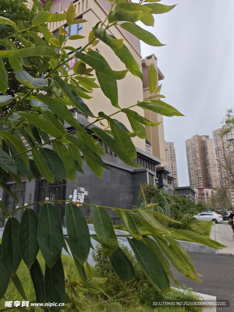 小區(qū)綠植與周邊建筑景觀
