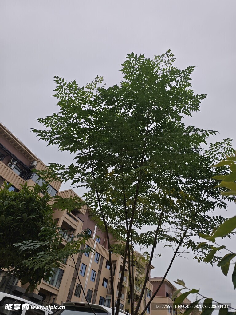 小區(qū)旁的綠樹(shù)與樓房