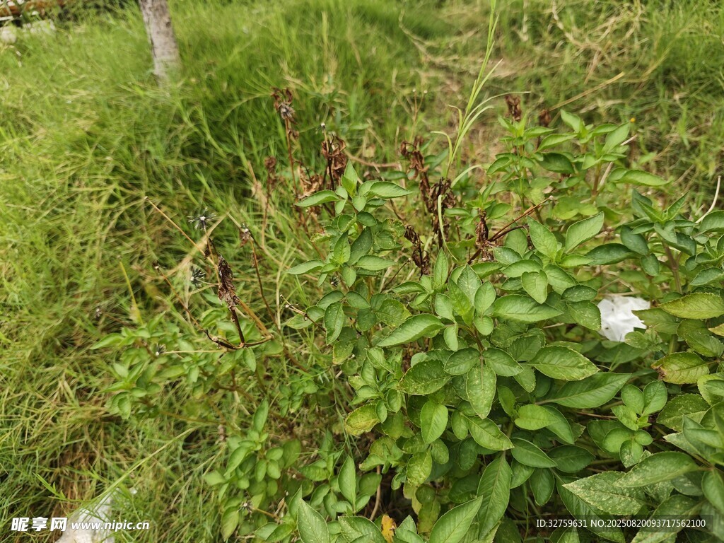 野外繁茂綠植