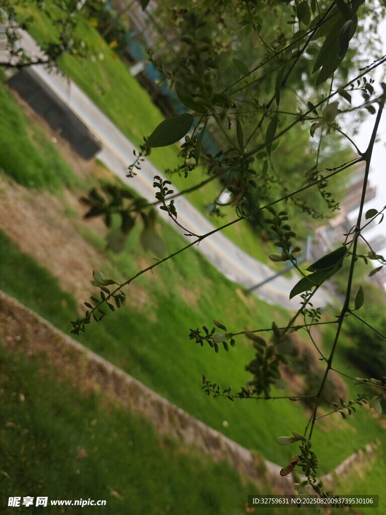 俯瞰綠意盎然的戶外小徑
