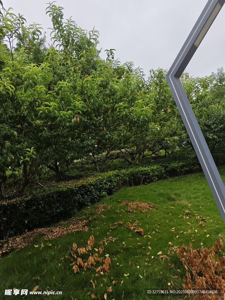 戶外綠樹草地景致