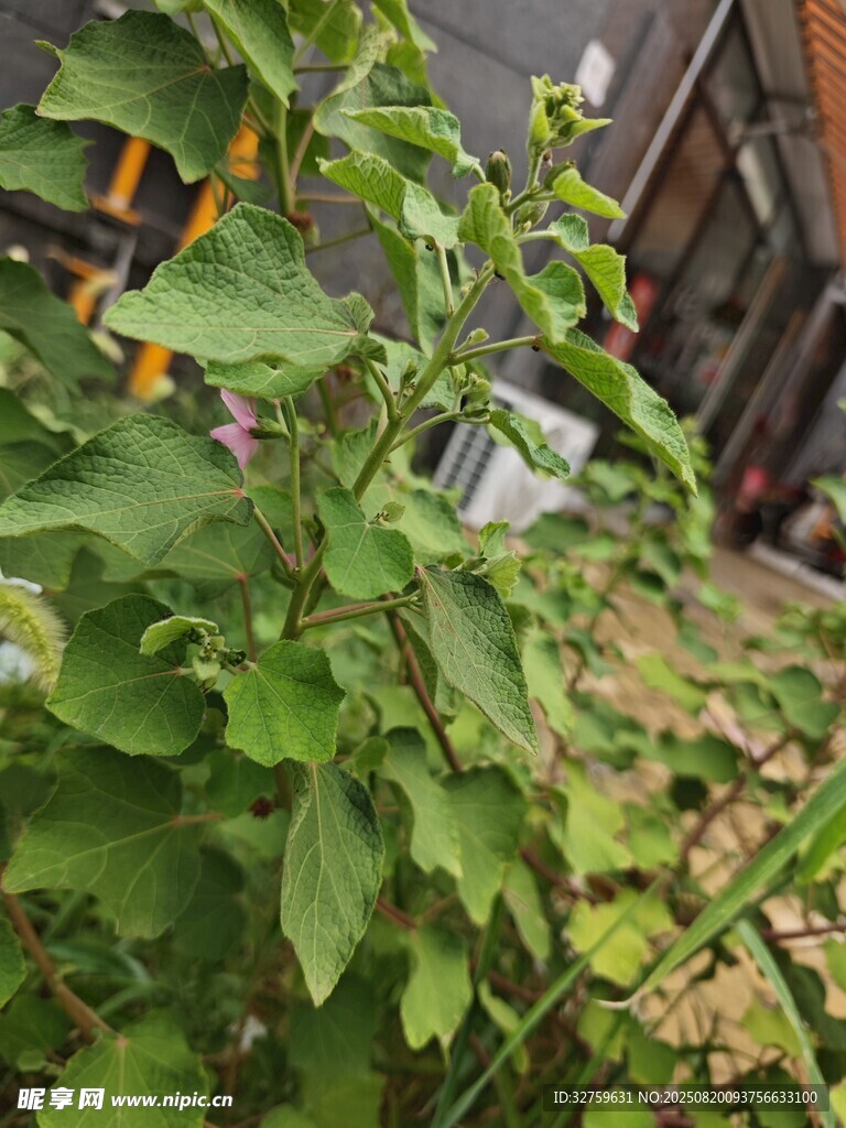 綠葉植物