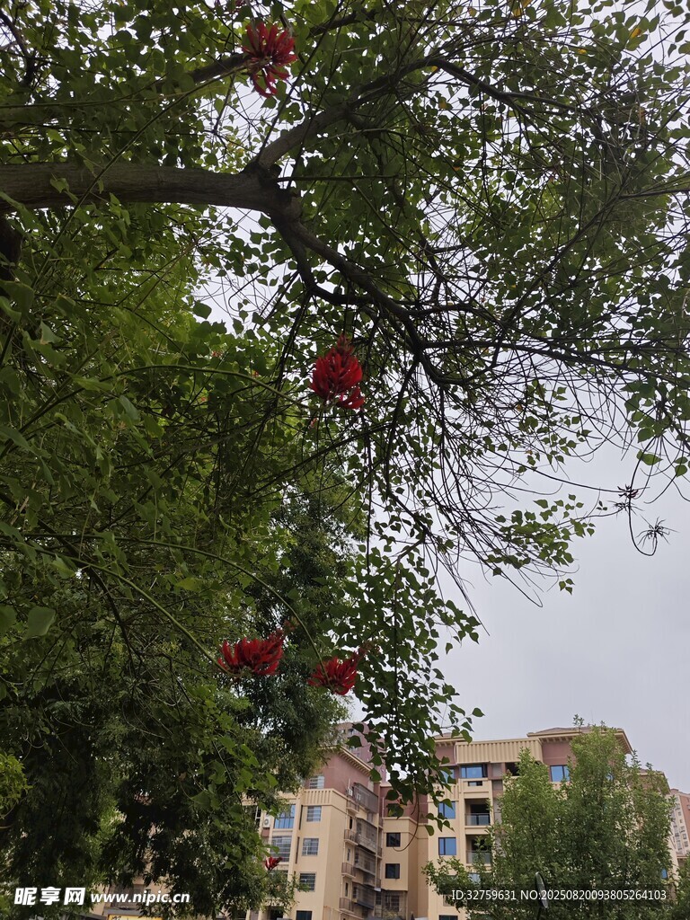 枝頭紅花與背景建筑