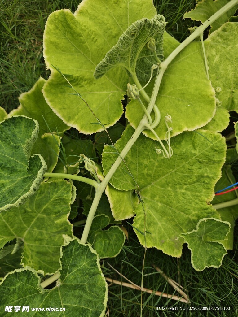 翠綠瓜類植物葉片特寫