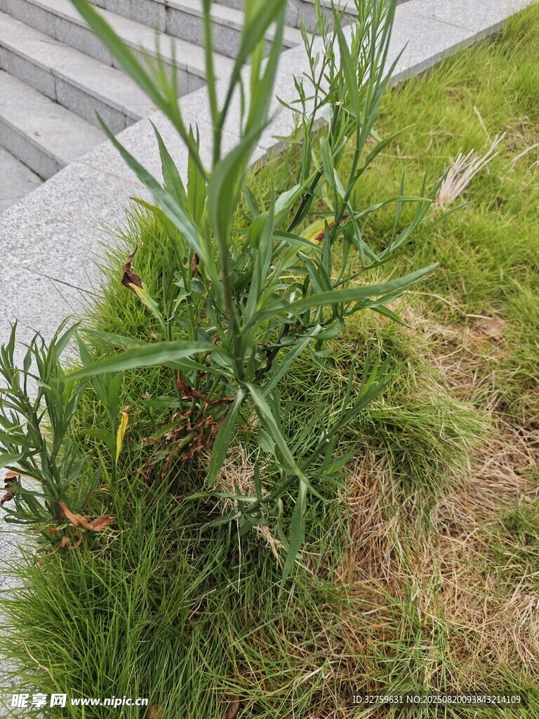 路邊生長的綠色植物