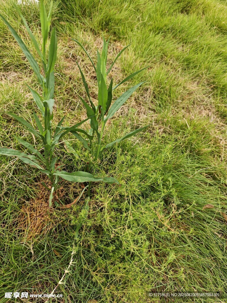 田間嫩綠玉米植株