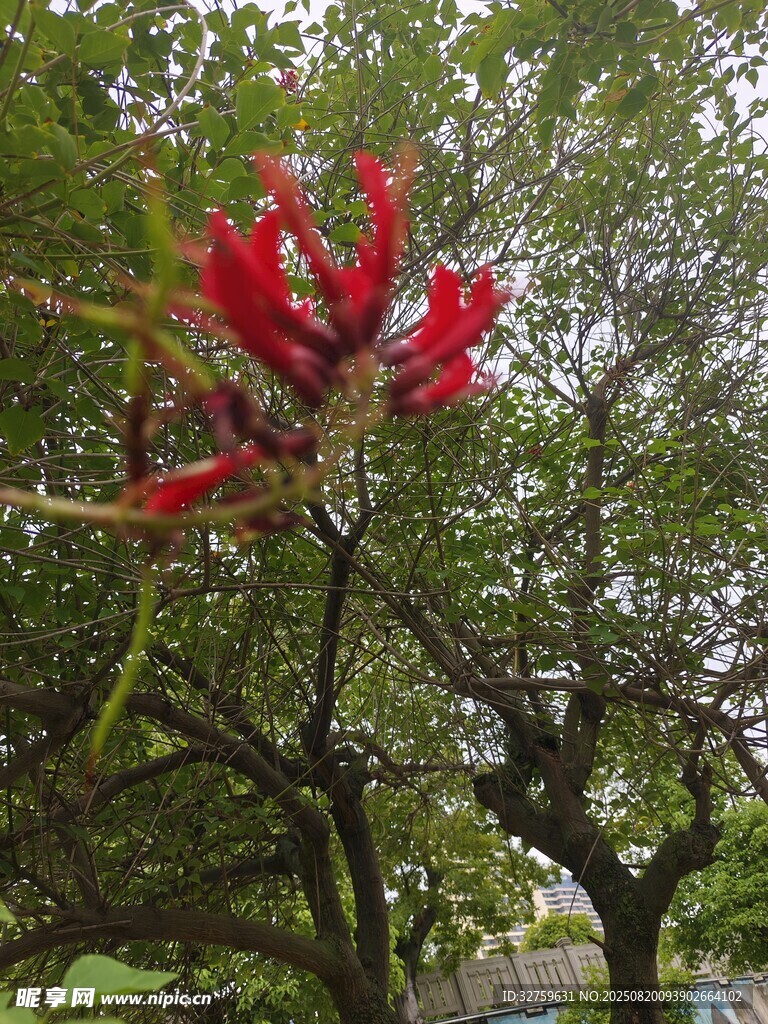 艷麗紅花綻放于綠樹間