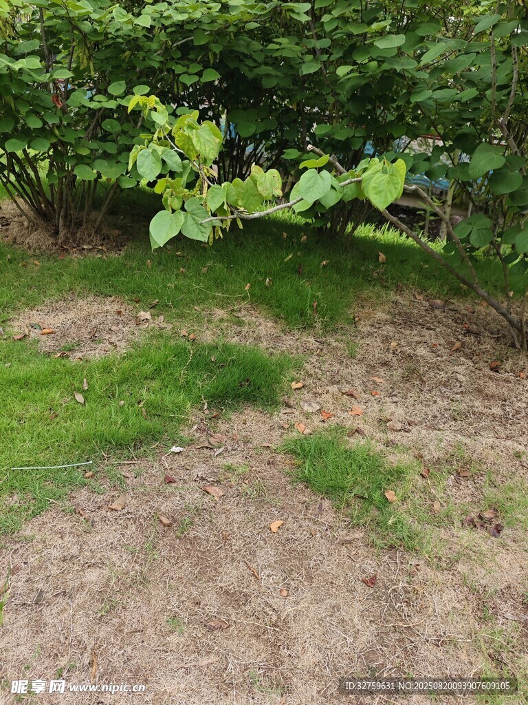 林間草地場(chǎng)景