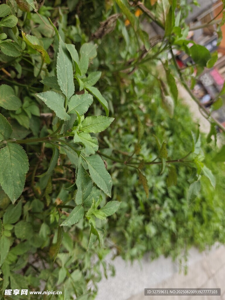 綠意盎然的植物墻景觀