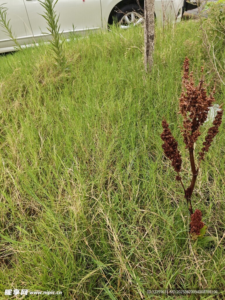 草地中的紫色植物