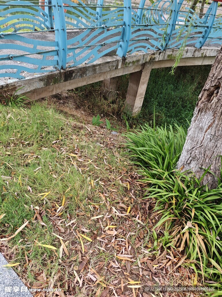 木質(zhì)棧道下的綠植景觀