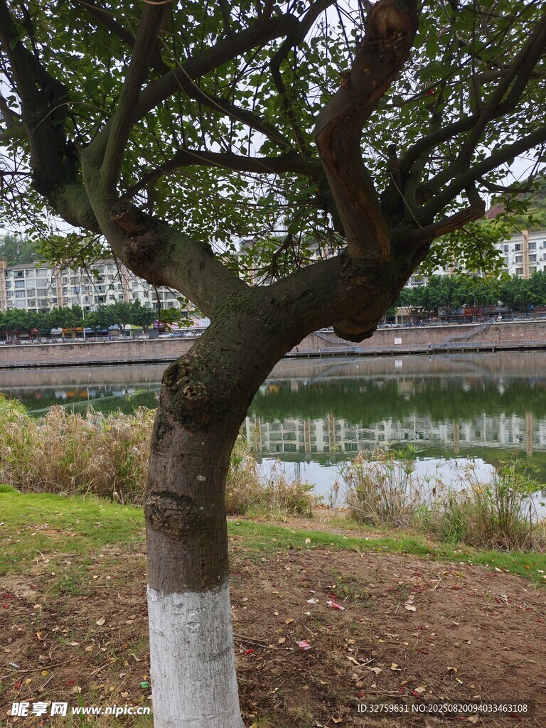 河邊彎曲樹干的綠樹