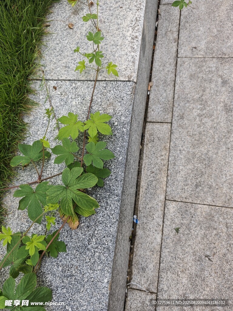 石縫中生長的翠綠藤蔓