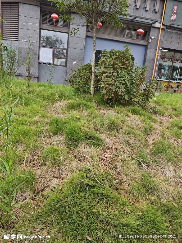 荒廢角落的雜亂草地景觀
