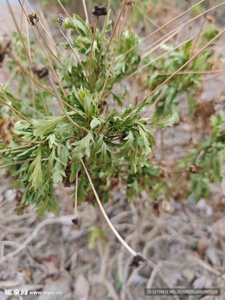 野外生長(zhǎng)的綠色植物