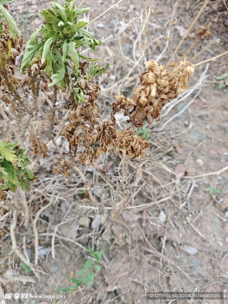 地面上的植物與根系