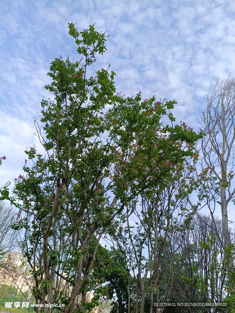藍天映襯下的蔥郁綠樹