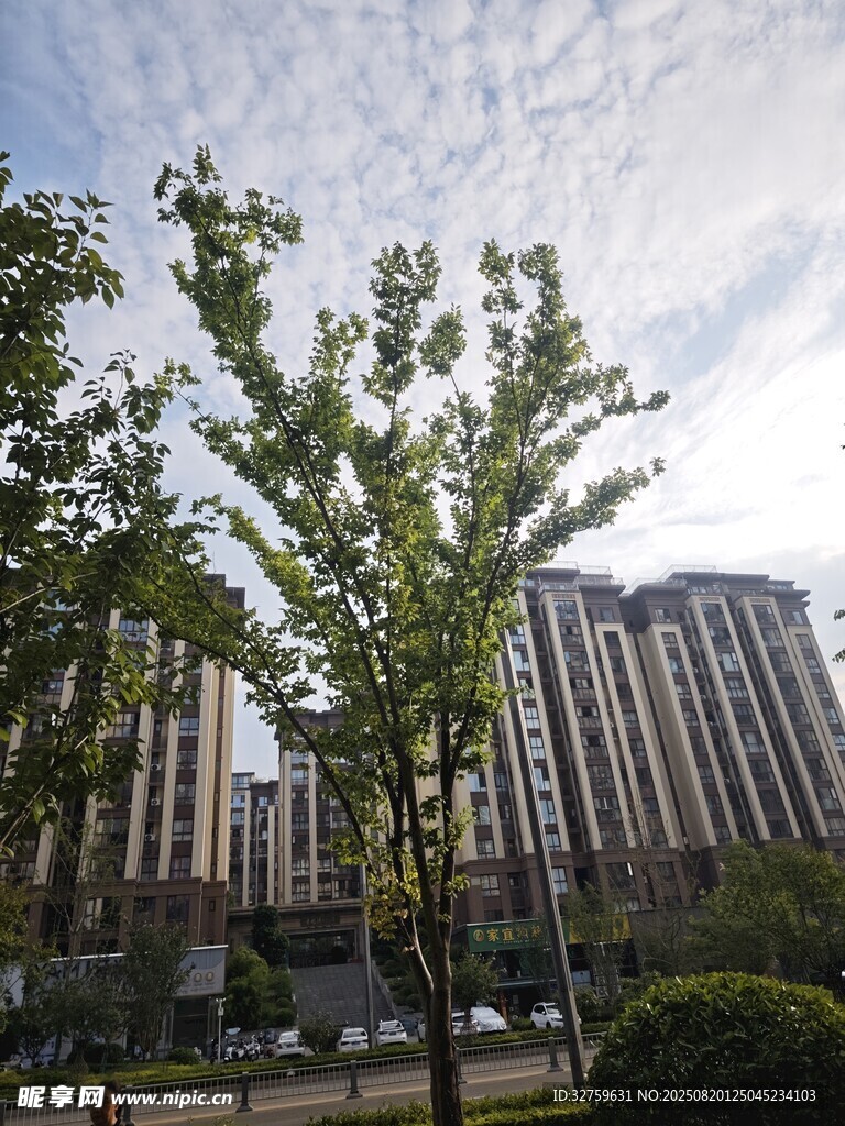 城市中蔥郁樹木與高樓景觀
